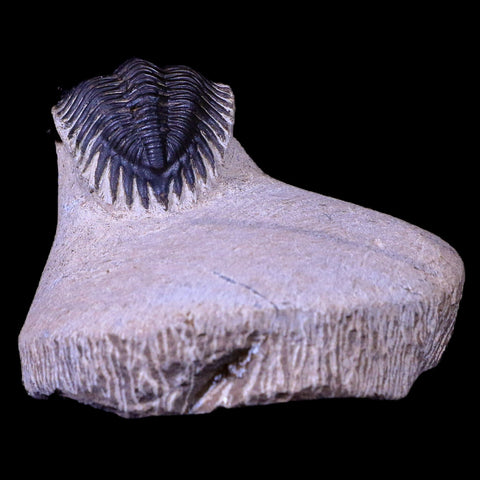 2" Metacanthina Issoumourensis Trilobite Fossil Devonian Age COA And Display - Fossil Age Minerals