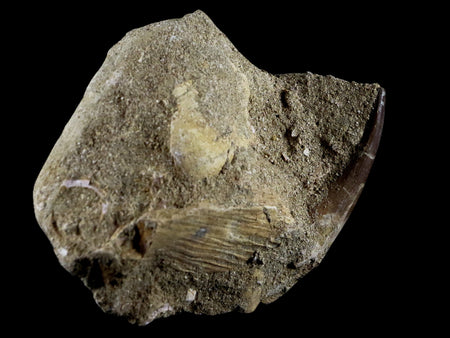 1.9" Plesiosaur Zarafasaura Tooth Fossil In Matrix Cretaceous Dinosaur Era COA