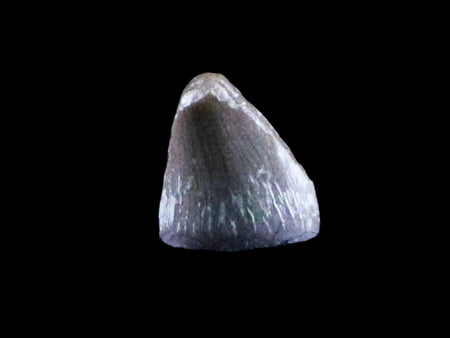 0.2" Phytosaur Fossil Tooth Late Triassic Age Archosaur Chinle FM, AZ COA & Display