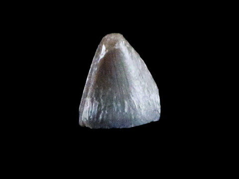 0.2" Phytosaur Fossil Tooth Late Triassic Age Archosaur Chinle FM, AZ COA & Display - Fossil Age Minerals