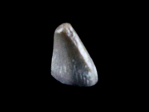 0.2" Phytosaur Fossil Tooth Late Triassic Age Archosaur Chinle FM, AZ COA & Display - Fossil Age Minerals