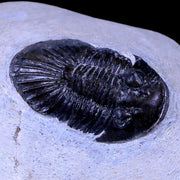 1.6" Scabriscutellum Trilobite Fossil Devonian Morocco 400 Million Years Old COA