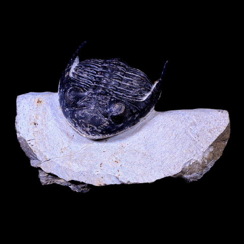 2.3" Metacanthina Issoumourensis Trilobite Fossil Devonian Age COA And Display - Fossil Age Minerals