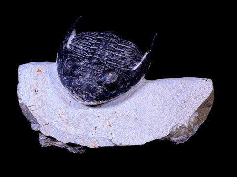 2.3" Metacanthina Issoumourensis Trilobite Fossil Devonian Age COA And Display - Fossil Age Minerals