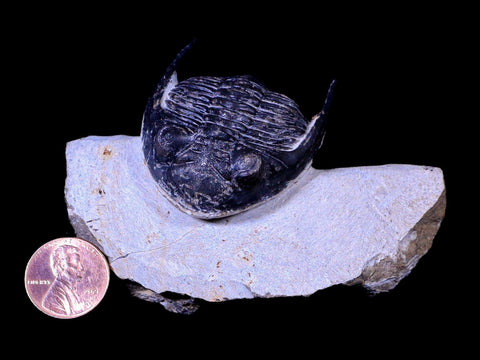 2.3" Metacanthina Issoumourensis Trilobite Fossil Devonian Age COA And Display - Fossil Age Minerals