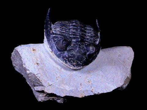 2.3" Metacanthina Issoumourensis Trilobite Fossil Devonian Age COA And Display - Fossil Age Minerals