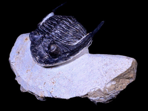 2.3" Metacanthina Issoumourensis Trilobite Fossil Devonian Age COA And Display - Fossil Age Minerals