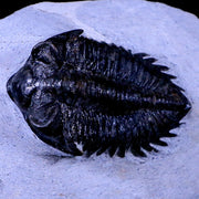 2.2" Coltraenia Oufatenensis Trilobite Fossil Devonian Morocco 400 Mil Yrs Old COA