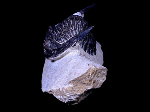 2.3" Metacanthina Issoumourensis Trilobite Fossil Devonian Age COA And Display - Fossil Age Minerals
