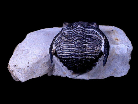 2.3" Metacanthina Issoumourensis Trilobite Fossil Devonian Age COA And Display - Fossil Age Minerals