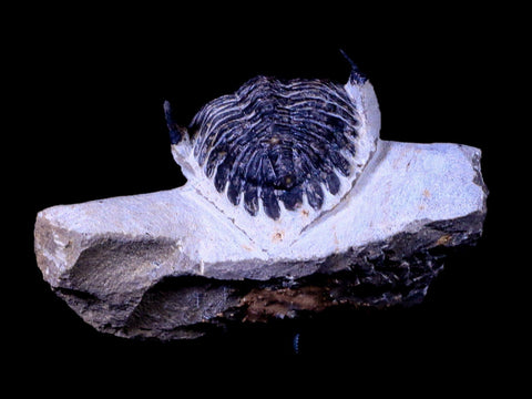 2.3" Metacanthina Issoumourensis Trilobite Fossil Devonian Age COA And Display - Fossil Age Minerals
