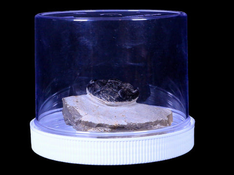 2.3" Metacanthina Issoumourensis Trilobite Fossil Devonian Age COA And Display - Fossil Age Minerals