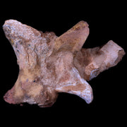 7.5" Rare Spinosaurus Vertebrae Procces Fossil Bone Cretaceous Dinosaur Age COA