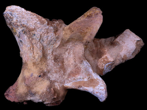 7.5" Rare Spinosaurus Vertebrae Procces Fossil Bone Cretaceous Dinosaur Age COA - Fossil Age Minerals