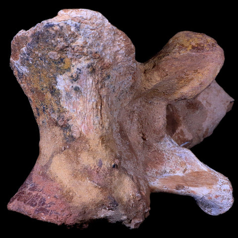 7.5" Rare Spinosaurus Vertebrae Procces Fossil Bone Cretaceous Dinosaur Age COA - Fossil Age Minerals