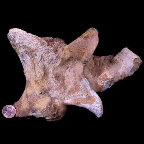 7.5" Rare Spinosaurus Vertebrae Procces Fossil Bone Cretaceous Dinosaur Age COA - Fossil Age Minerals