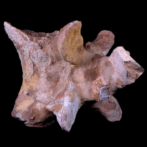 7.5" Rare Spinosaurus Vertebrae Procces Fossil Bone Cretaceous Dinosaur Age COA - Fossil Age Minerals