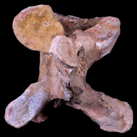 7.5" Rare Spinosaurus Vertebrae Procces Fossil Bone Cretaceous Dinosaur Age COA - Fossil Age Minerals