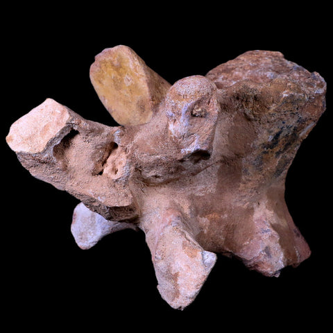 7.5" Rare Spinosaurus Vertebrae Procces Fossil Bone Cretaceous Dinosaur Age COA - Fossil Age Minerals