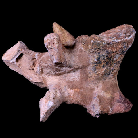 7.5" Rare Spinosaurus Vertebrae Procces Fossil Bone Cretaceous Dinosaur Age COA - Fossil Age Minerals