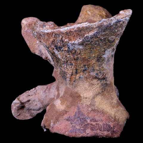 7.5" Rare Spinosaurus Vertebrae Procces Fossil Bone Cretaceous Dinosaur Age COA - Fossil Age Minerals