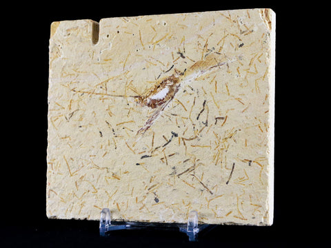 Cricket Insect Fossil Lower Cretaceous Crato Formation Brazil 8.6 OZ Stand - Fossil Age Minerals