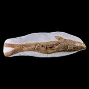9.8" Fish Fossil In Matrix Cretaceous Dinosaur Age Atlas Mountains Goulmima Morocco