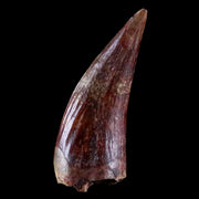0.7" Phytosaur Fossil Tooth Triassic Age Archosaur Redonda FM NM COA & Display