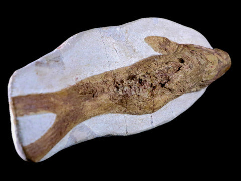 9.8" Fish Fossil In Matrix Cretaceous Dinosaur Age Atlas Mountains Goulmima Morocco - Fossil Age Minerals