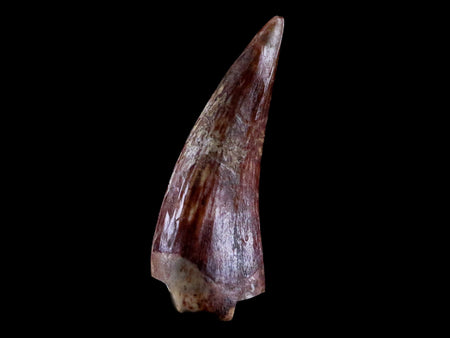 0.7" Phytosaur Fossil Tooth Triassic Age Archosaur Redonda FM NM COA & Display
