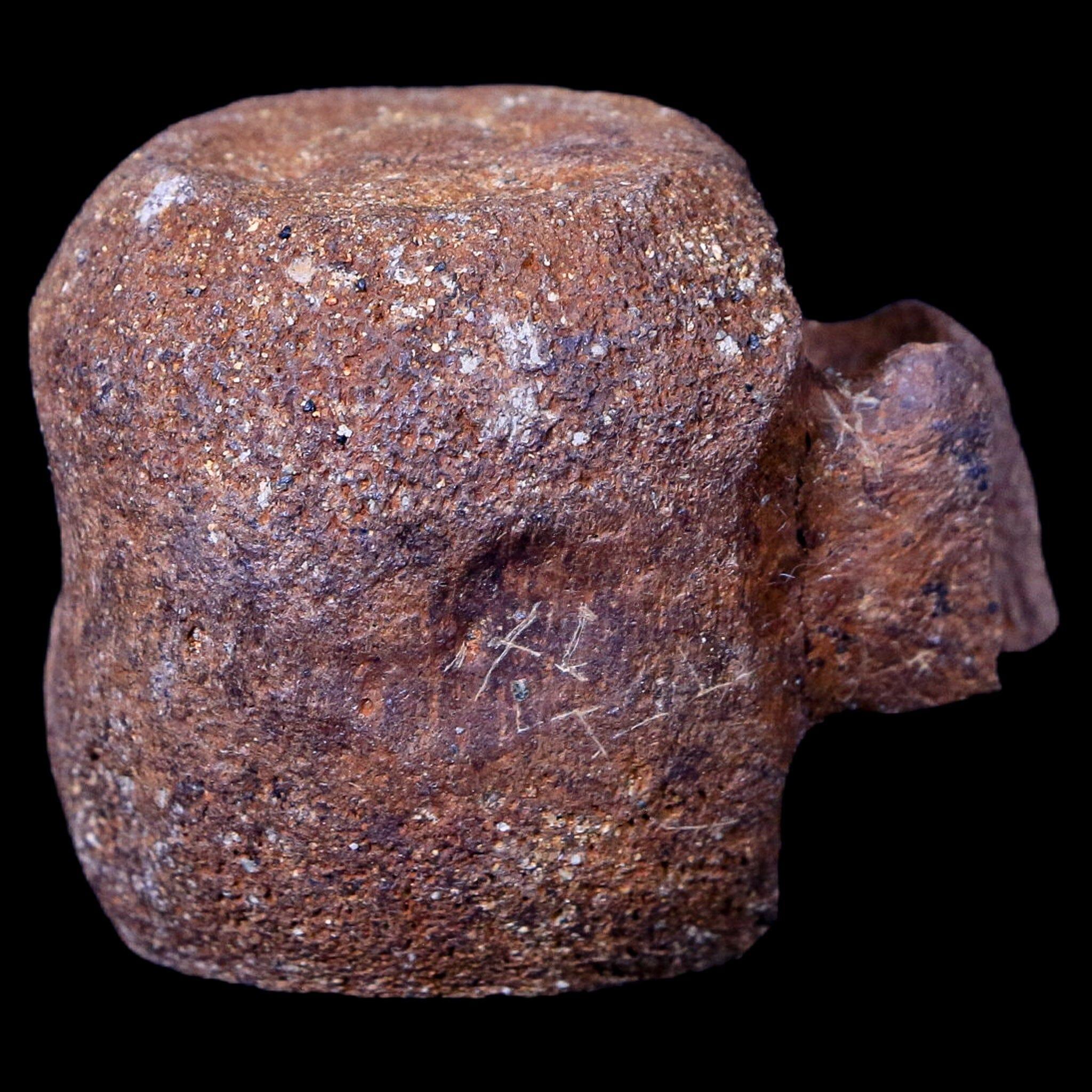 1.9" Thescelosaurus Fossil Vertebrae Bone Cretaceous Dinosaur Lance Creek WY COA - Fossil Age Minerals