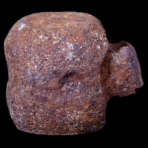 1.9" Thescelosaurus Fossil Vertebrae Bone Cretaceous Dinosaur Lance Creek WY COA - Fossil Age Minerals