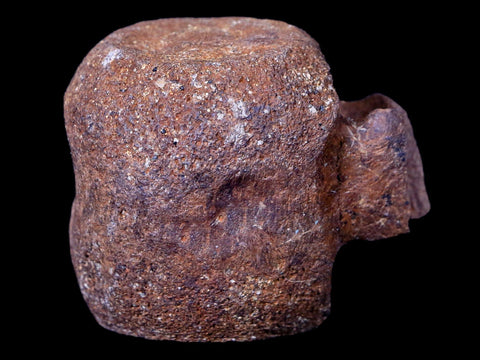 1.9" Thescelosaurus Fossil Vertebrae Bone Cretaceous Dinosaur Lance Creek WY COA - Fossil Age Minerals