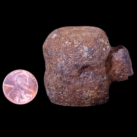 1.9" Thescelosaurus Fossil Vertebrae Bone Cretaceous Dinosaur Lance Creek WY COA - Fossil Age Minerals