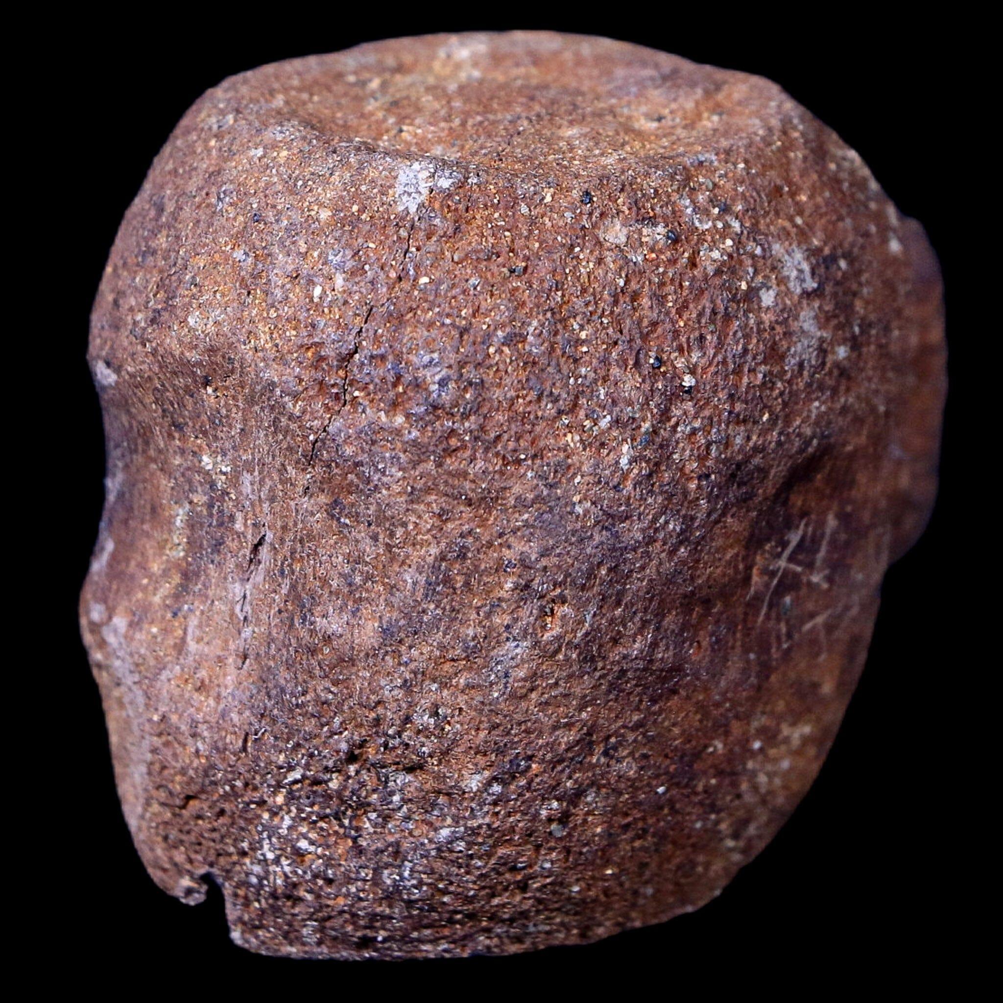 1.9" Thescelosaurus Fossil Vertebrae Bone Cretaceous Dinosaur Lance Creek WY COA - Fossil Age Minerals