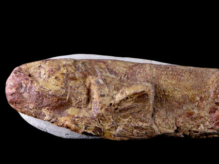 8.5" Fish Fossil In Matrix Cretaceous Dinosaur Age Atlas Mountains Goulmima Morocco
