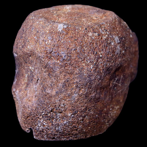 1.9" Thescelosaurus Fossil Vertebrae Bone Cretaceous Dinosaur Lance Creek WY COA - Fossil Age Minerals