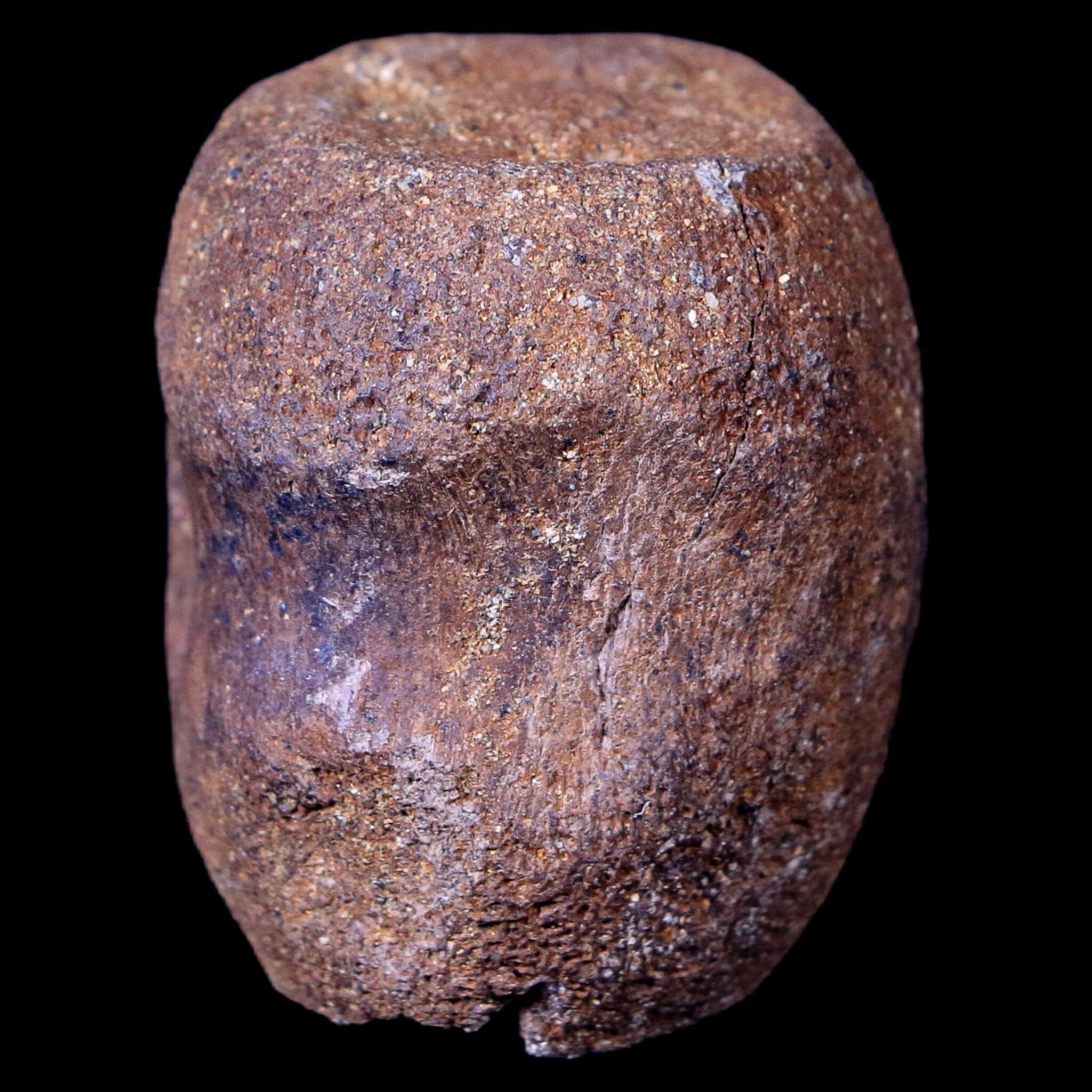 1.9" Thescelosaurus Fossil Vertebrae Bone Cretaceous Dinosaur Lance Creek WY COA - Fossil Age Minerals