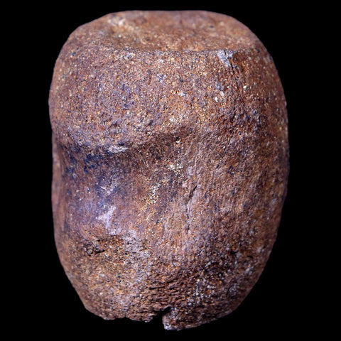 1.9" Thescelosaurus Fossil Vertebrae Bone Cretaceous Dinosaur Lance Creek WY COA - Fossil Age Minerals