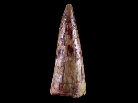 0.7" Phytosaur Fossil Tooth Triassic Age Archosaur Redonda FM NM COA & Display - Fossil Age Minerals