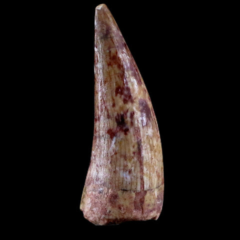 0.7" Phytosaur Fossil Tooth Triassic Age Archosaur Redonda FM NM COA & Display - Fossil Age Minerals