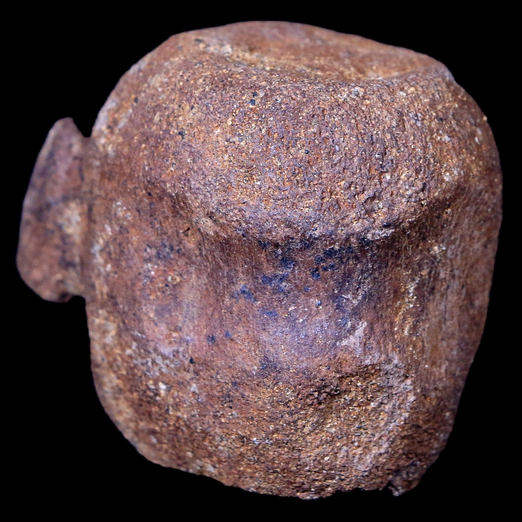 1.9" Thescelosaurus Fossil Vertebrae Bone Cretaceous Dinosaur Lance Creek WY COA - Fossil Age Minerals