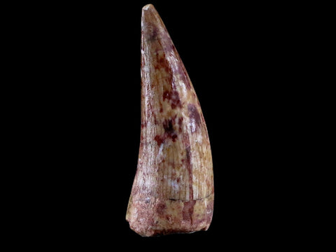 0.7" Phytosaur Fossil Tooth Triassic Age Archosaur Redonda FM NM COA & Display - Fossil Age Minerals