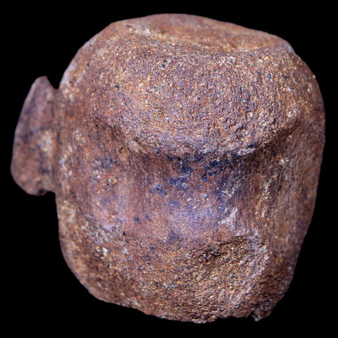 1.9" Thescelosaurus Fossil Vertebrae Bone Cretaceous Dinosaur Lance Creek WY COA - Fossil Age Minerals