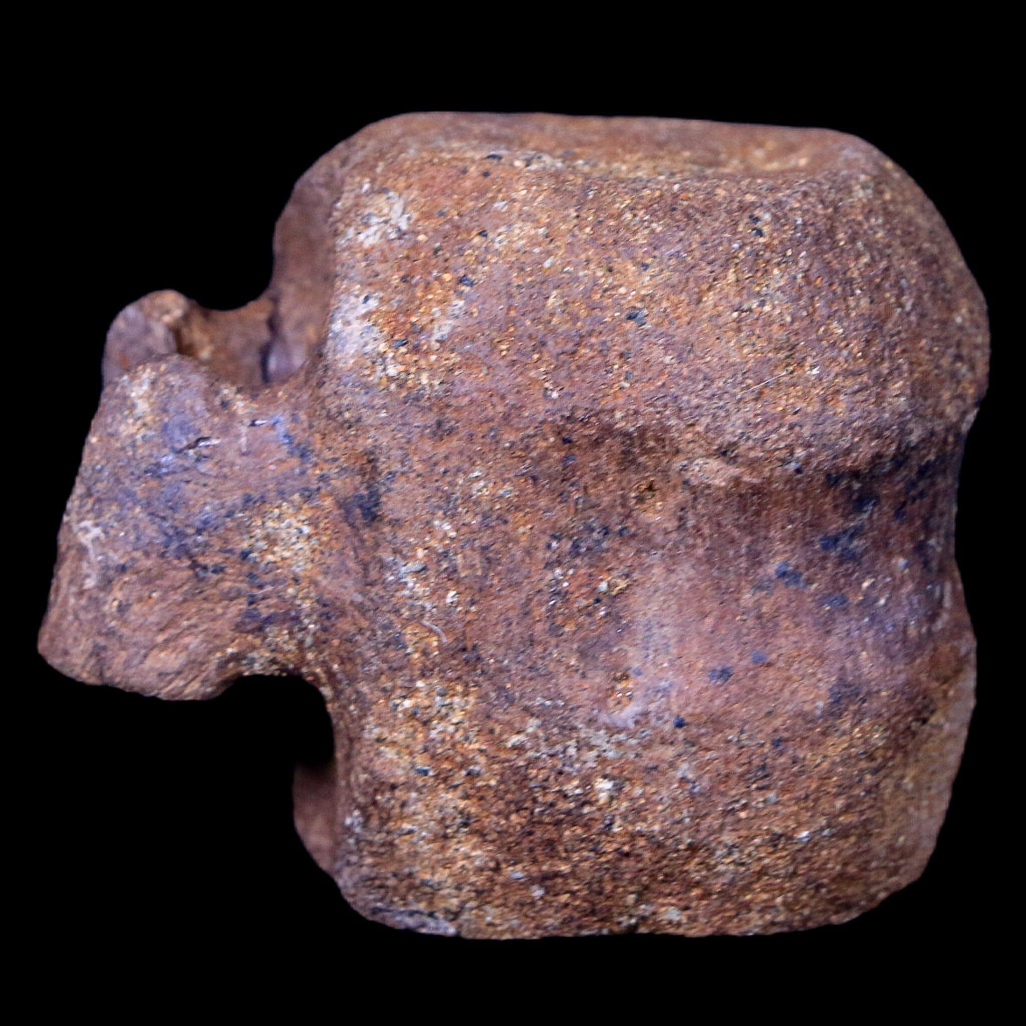 1.9" Thescelosaurus Fossil Vertebrae Bone Cretaceous Dinosaur Lance Creek WY COA - Fossil Age Minerals