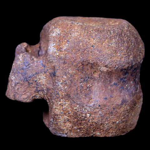 1.9" Thescelosaurus Fossil Vertebrae Bone Cretaceous Dinosaur Lance Creek WY COA - Fossil Age Minerals