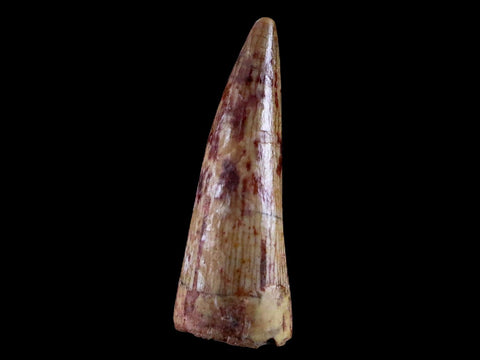 0.7" Phytosaur Fossil Tooth Triassic Age Archosaur Redonda FM NM COA & Display - Fossil Age Minerals