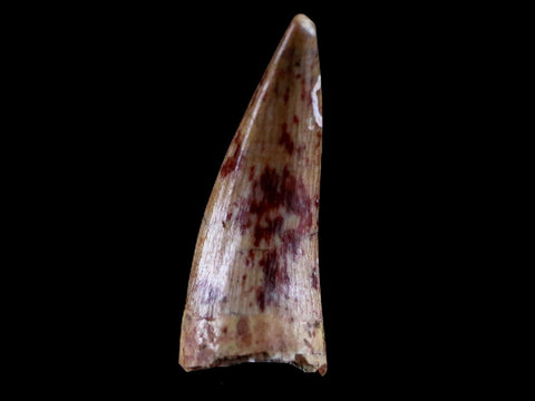 0.7" Phytosaur Fossil Tooth Triassic Age Archosaur Redonda FM NM COA & Display - Fossil Age Minerals