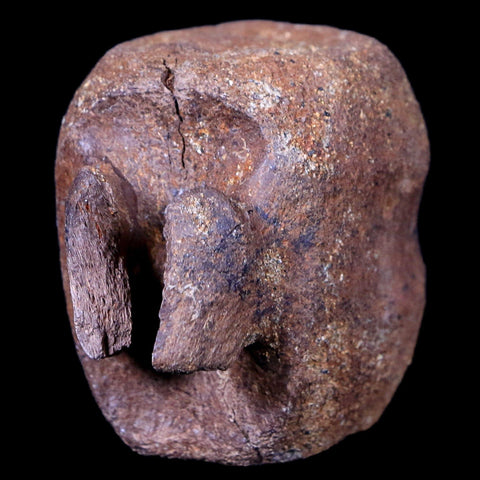 1.9" Thescelosaurus Fossil Vertebrae Bone Cretaceous Dinosaur Lance Creek WY COA - Fossil Age Minerals