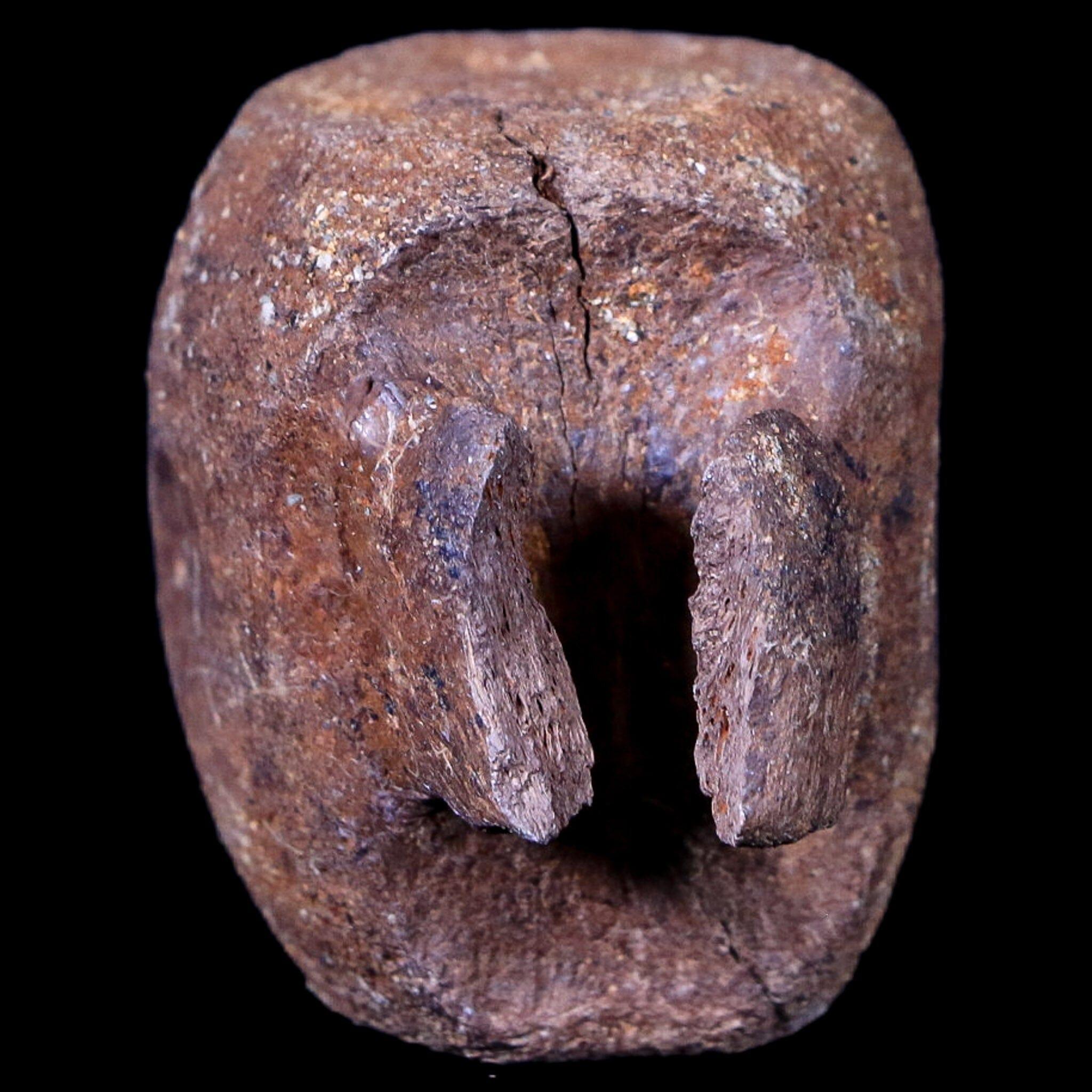 1.9" Thescelosaurus Fossil Vertebrae Bone Cretaceous Dinosaur Lance Creek WY COA - Fossil Age Minerals